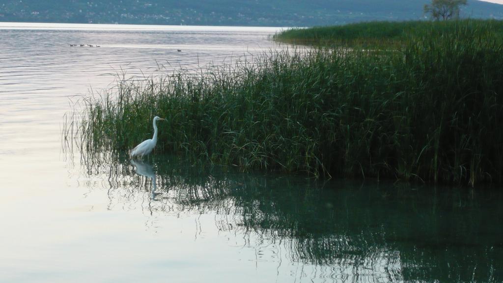 Aranyhid Hotel Balatonboglar Luaran gambar